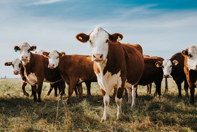 Cows in field with traceable tags on their ears