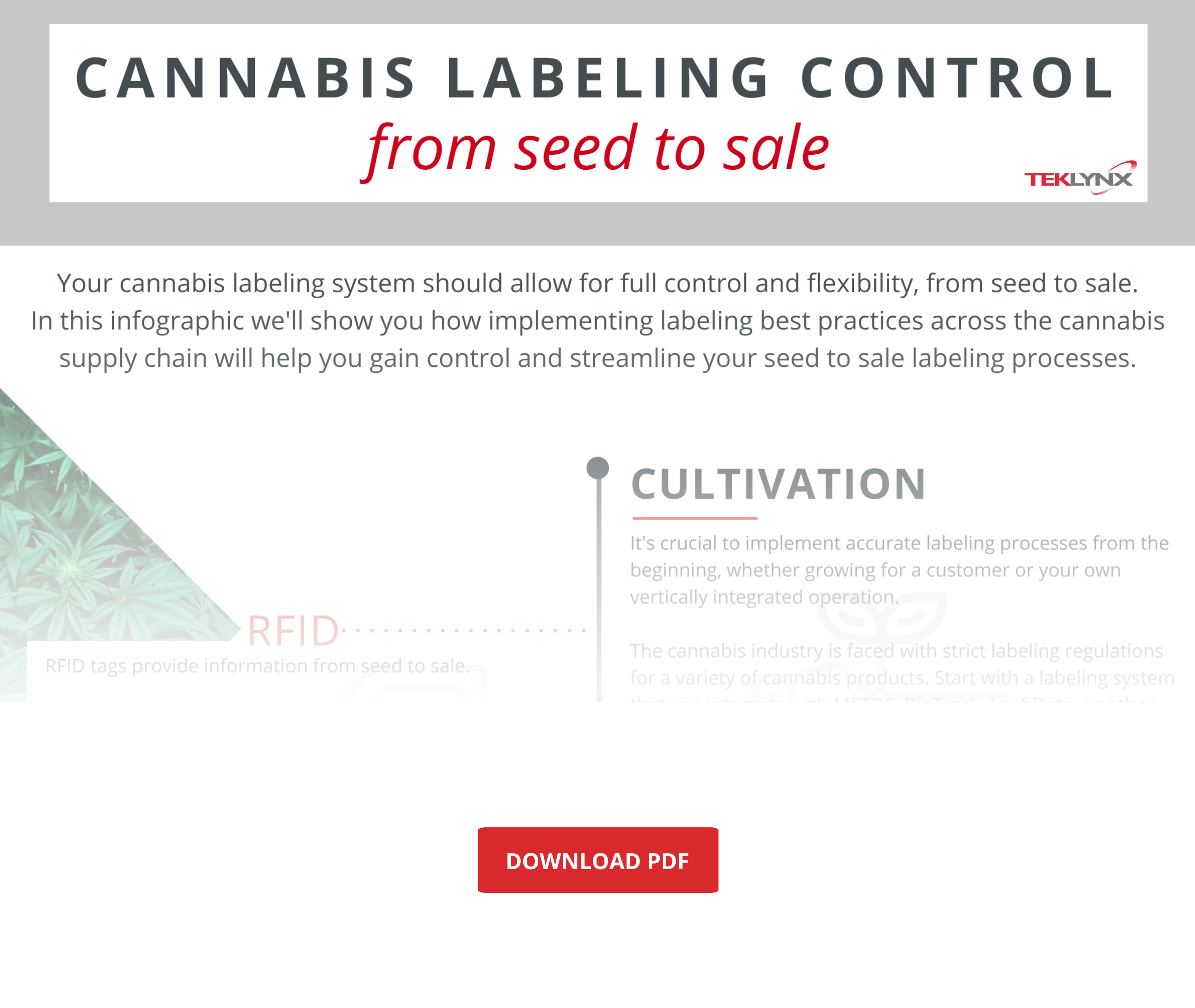 Infografía de etiquetado de cannabis con fundido